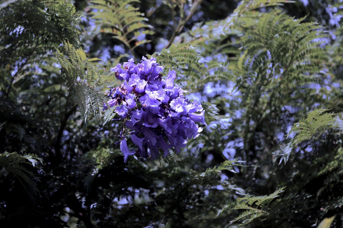 冬天开花的蓝花楹在昆明第一次看到冬季开花的蓝花楹罕见
