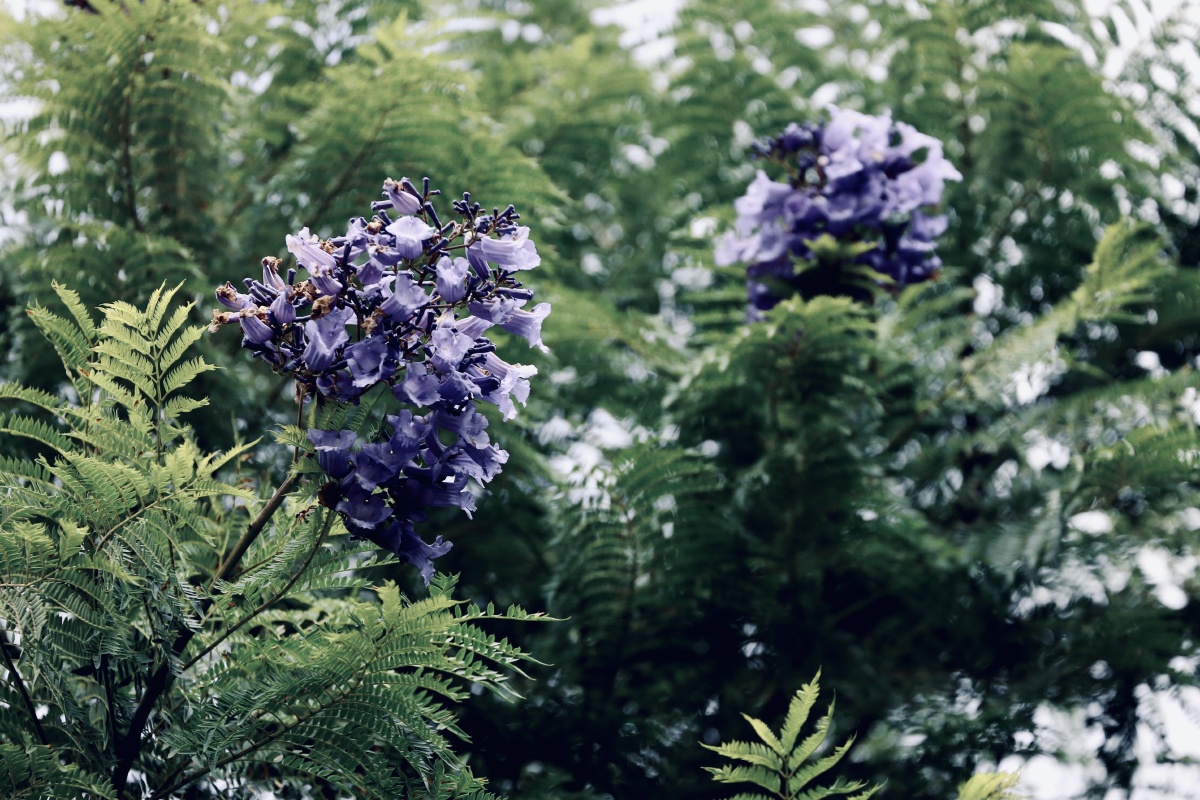 冬天开花的蓝花楹在昆明第一次看到冬季开花的蓝花楹罕见