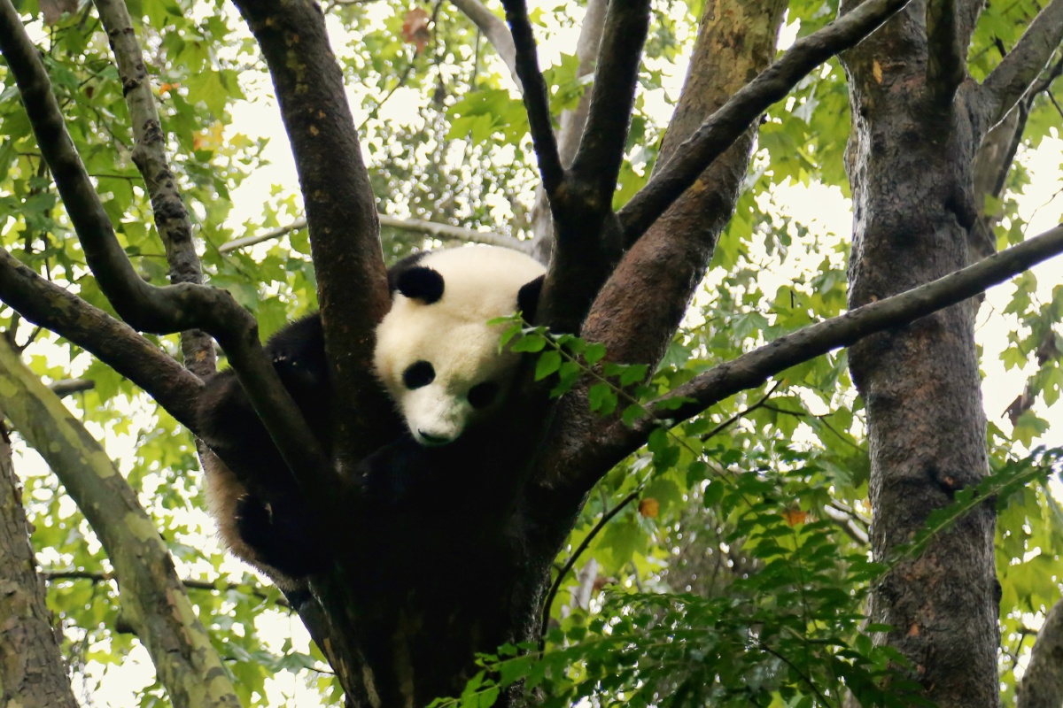 树上憨睡的大熊猫