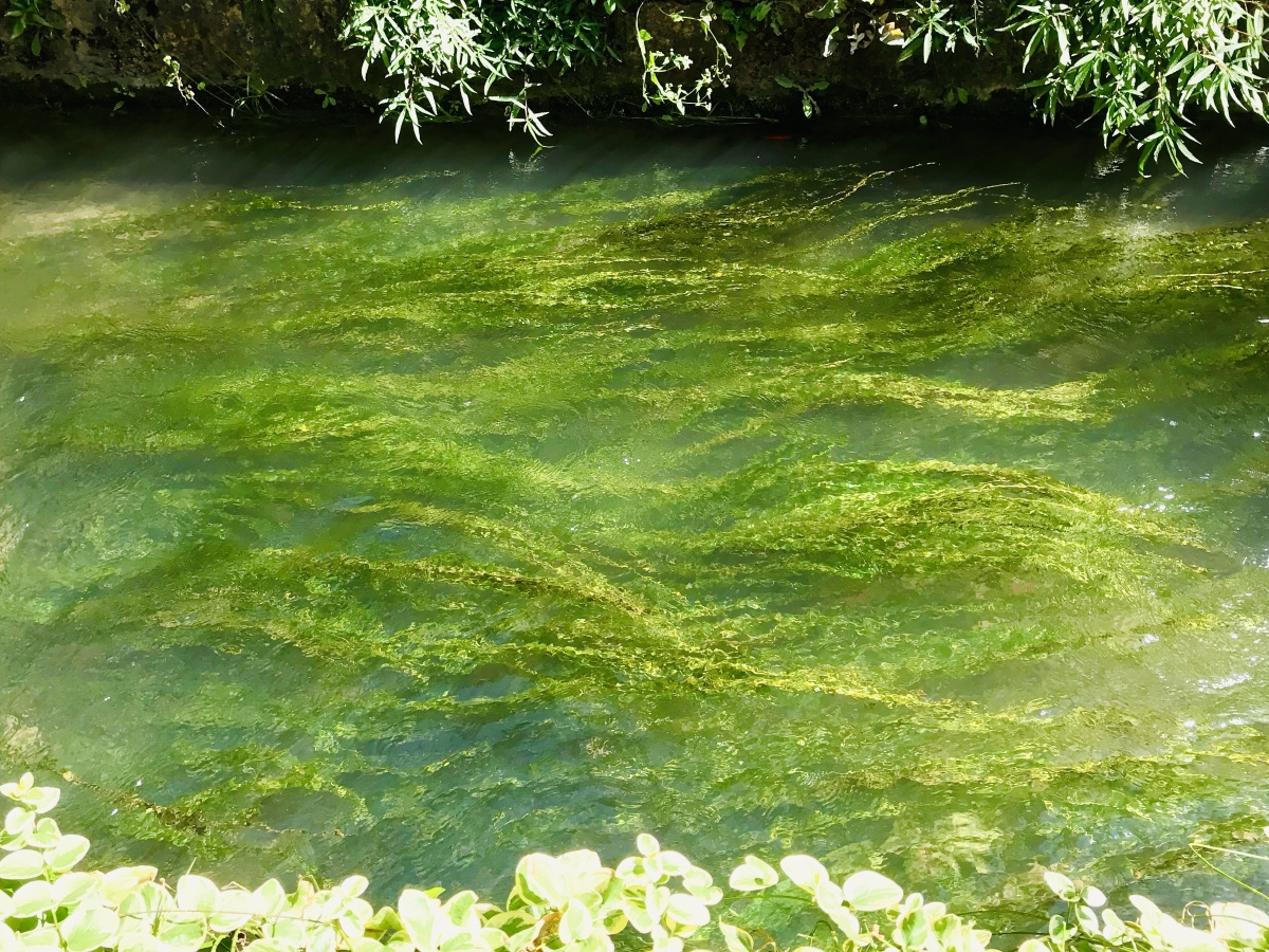 河水清清水草绿