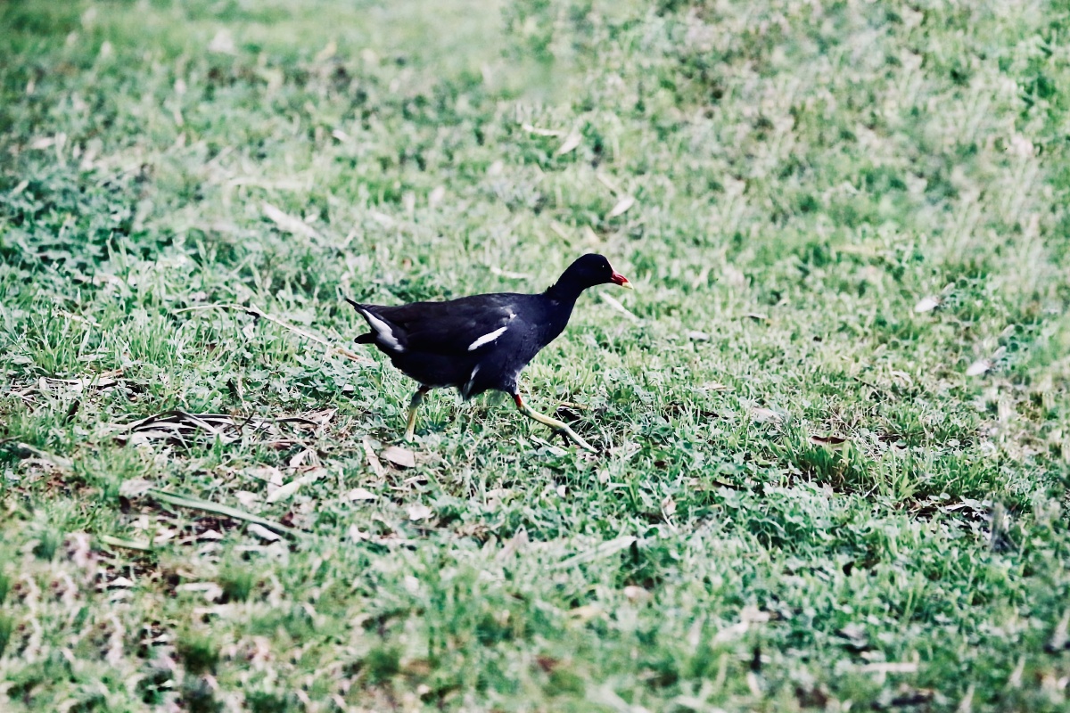 红嘴吉祥的水秧鸡