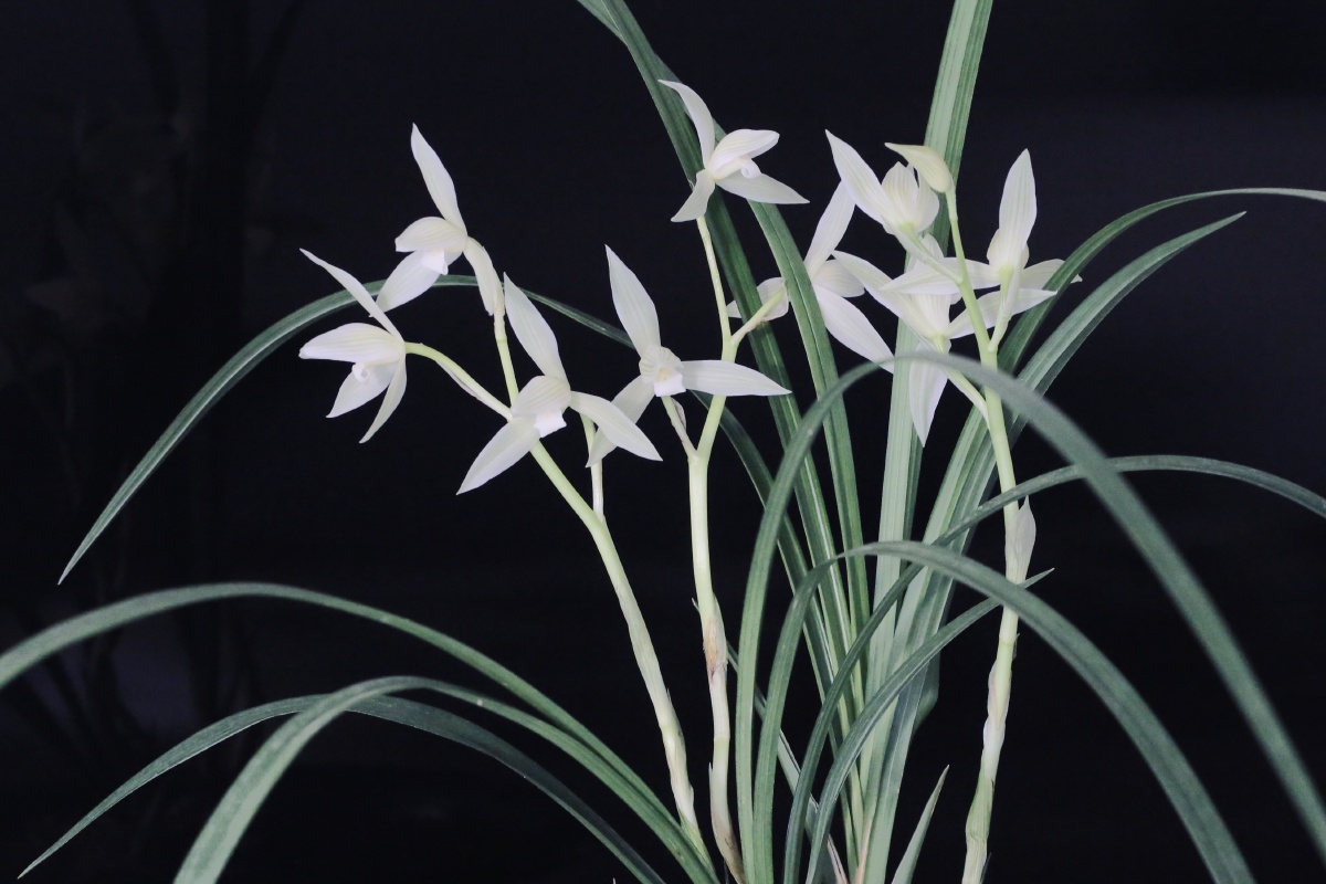 大雪兰云南大雪素