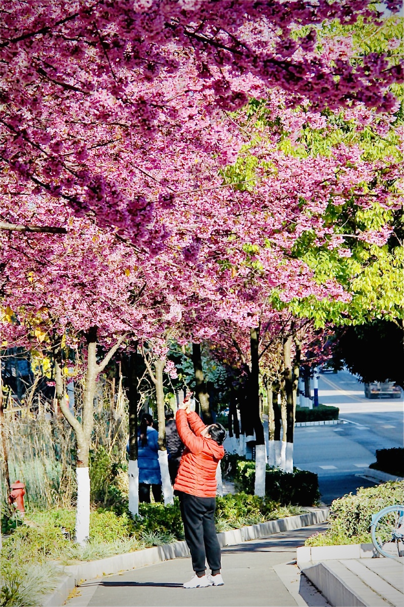 昆明马路边行道树冬樱花
