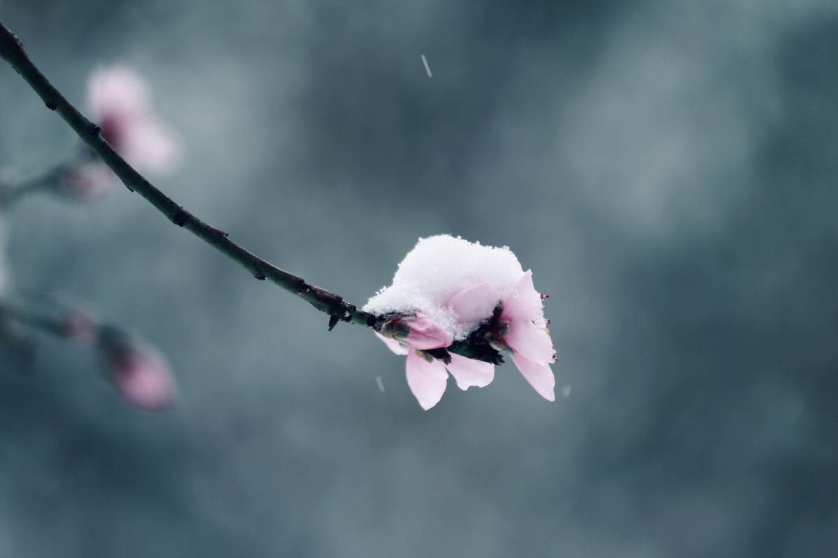 春雪压桃花