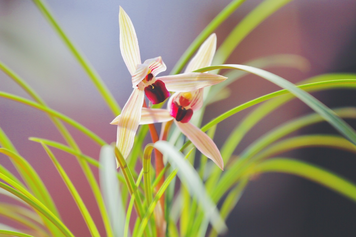 莲瓣兰红舌兰草