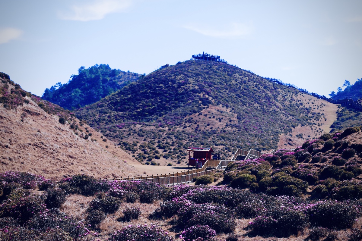 碎米花杜鹃景区