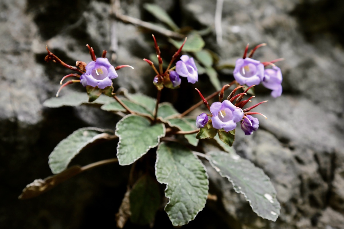锈色蛛毛苣苔(中草药材植物) - 华灿 - 图虫
