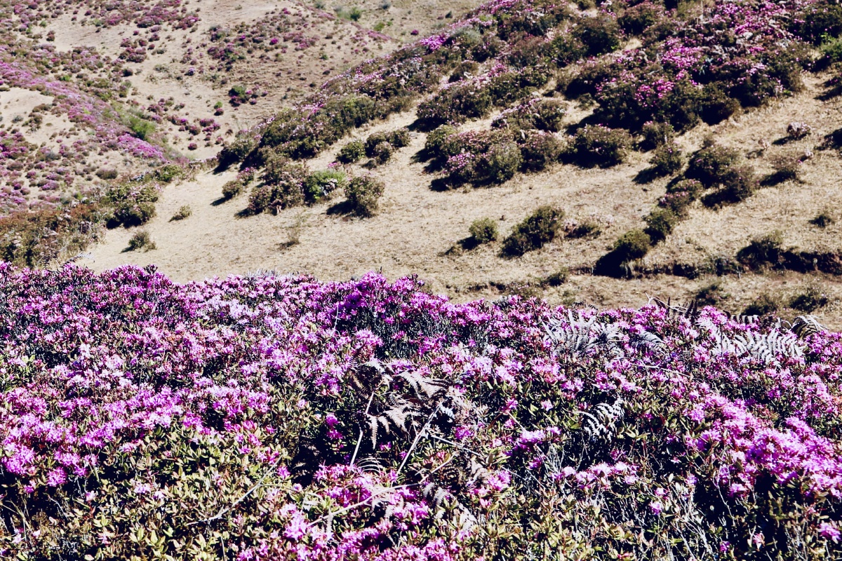 碎米花杜鹃景区