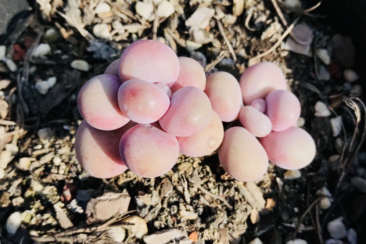 多肉植物之桃蛋