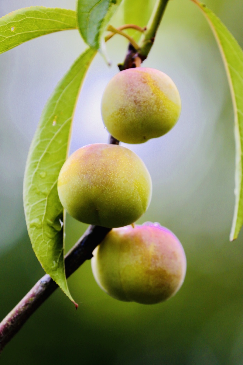 绥江半边红李子