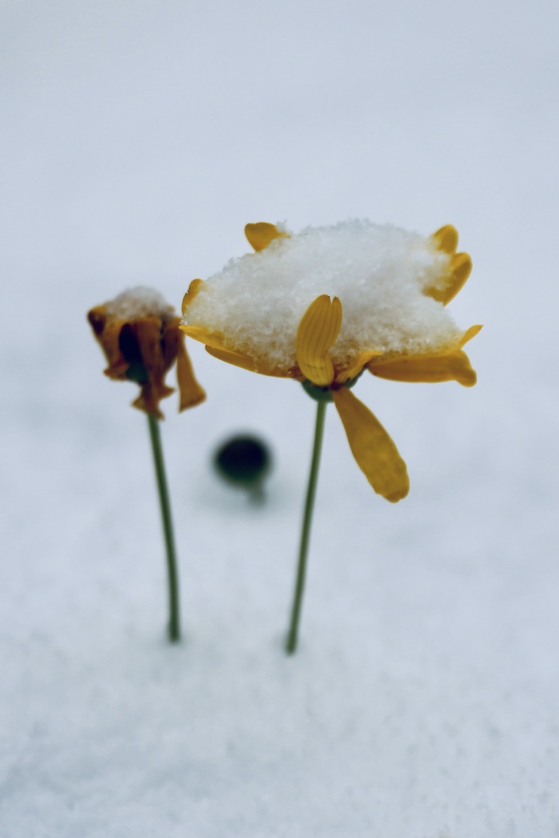 雪中菊花