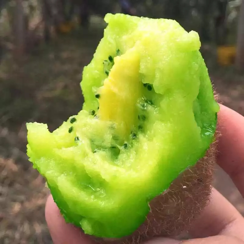 海苔是什么水果