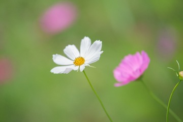 GKD_6589