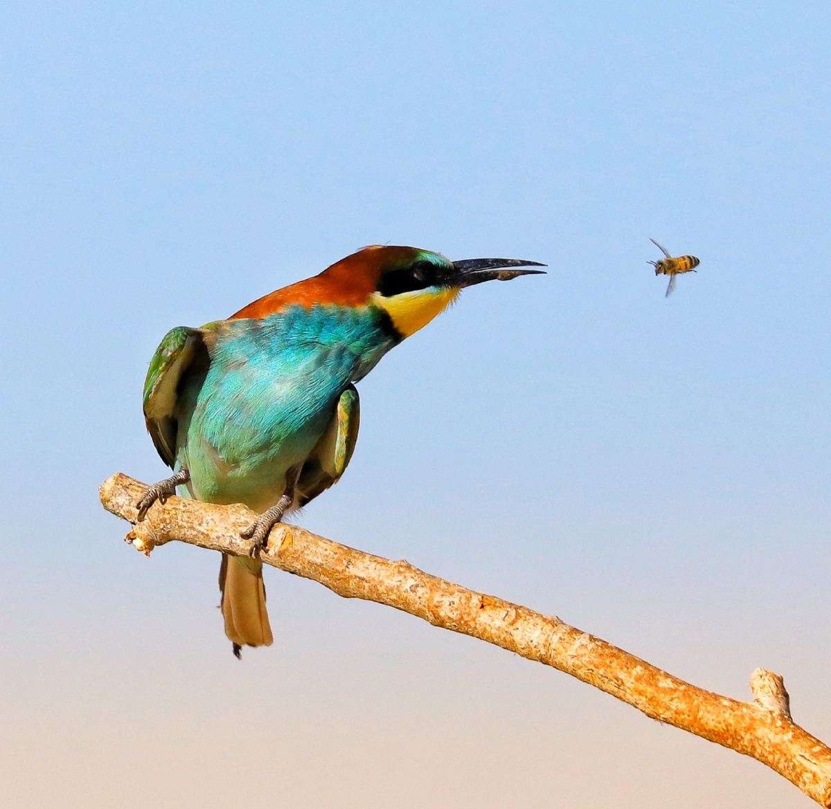 黄喉蜂虎鸟捕食蜜蜂
