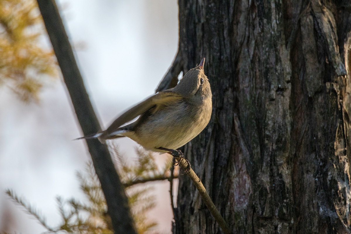 红喉姬鹟 - 致知在格物 - 图虫