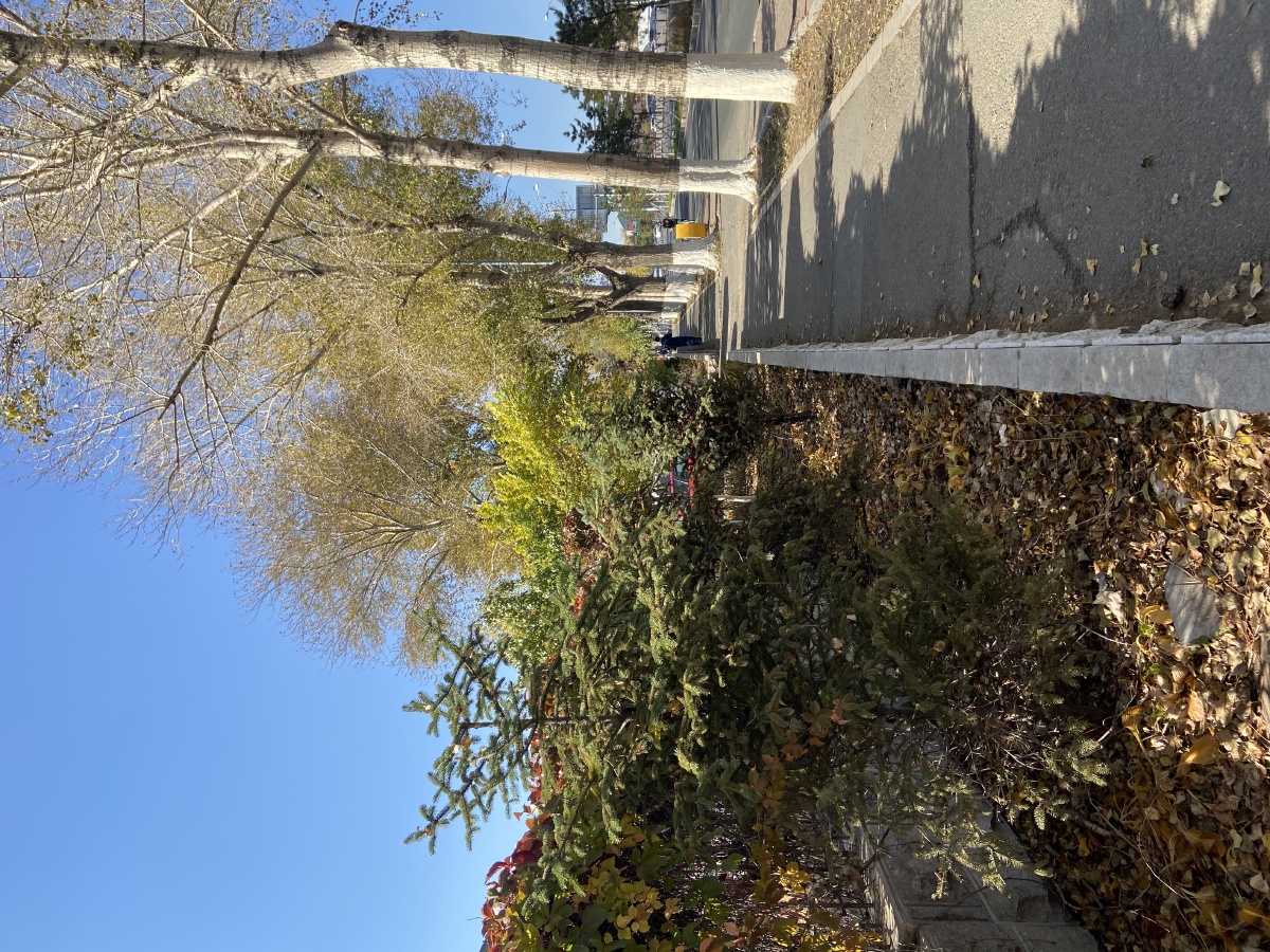 城市里的林荫小道3