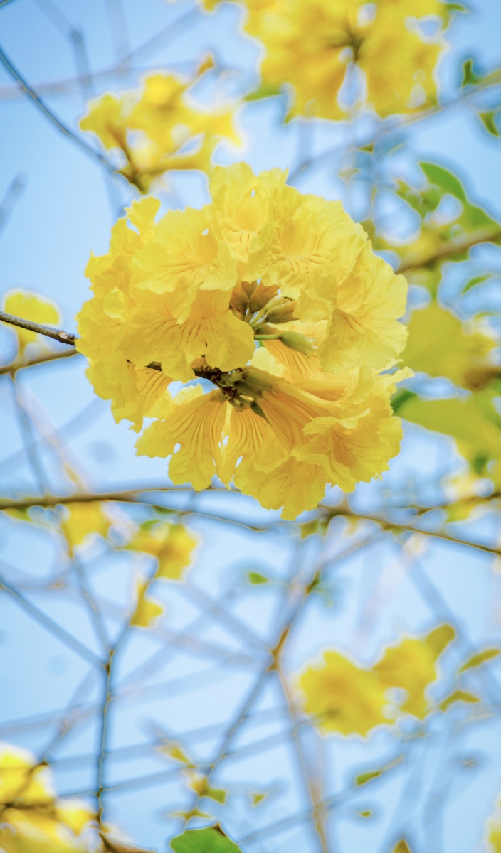 春光无限美黄花风铃木花朵盛情绽放满眼醉人的绚丽黄