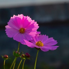3C4F2177-F19D-4F46-A2D4-B5DB67CA5853/L0/001
