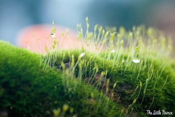 IMG_001111115_