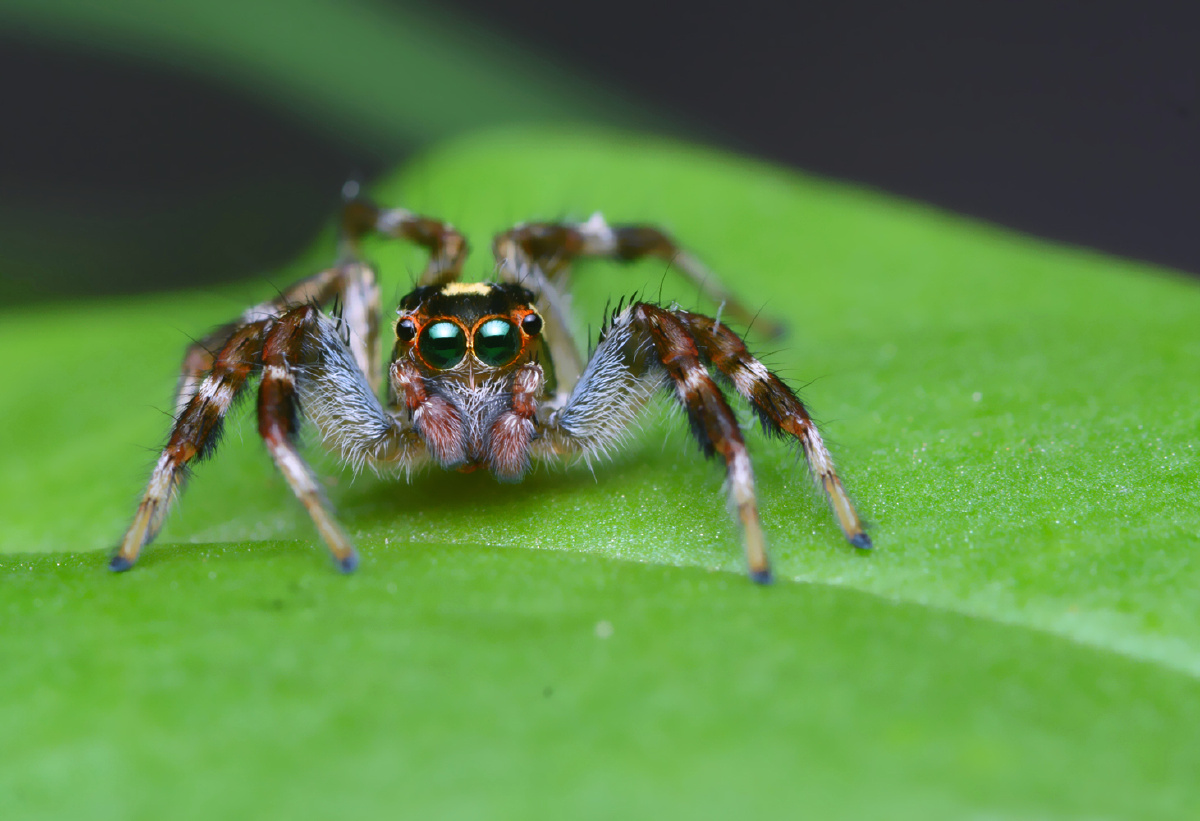 跳珠- hwz啊也 - 图虫