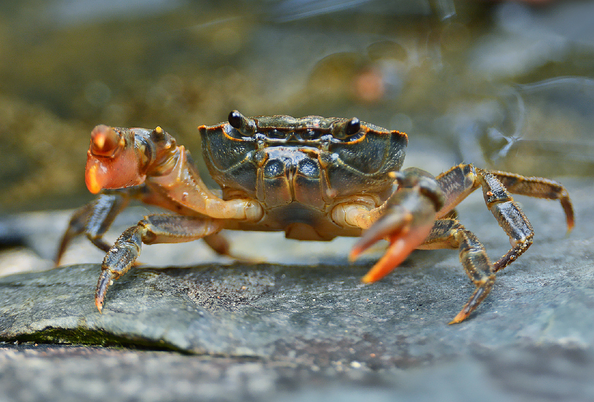 小溪蟹