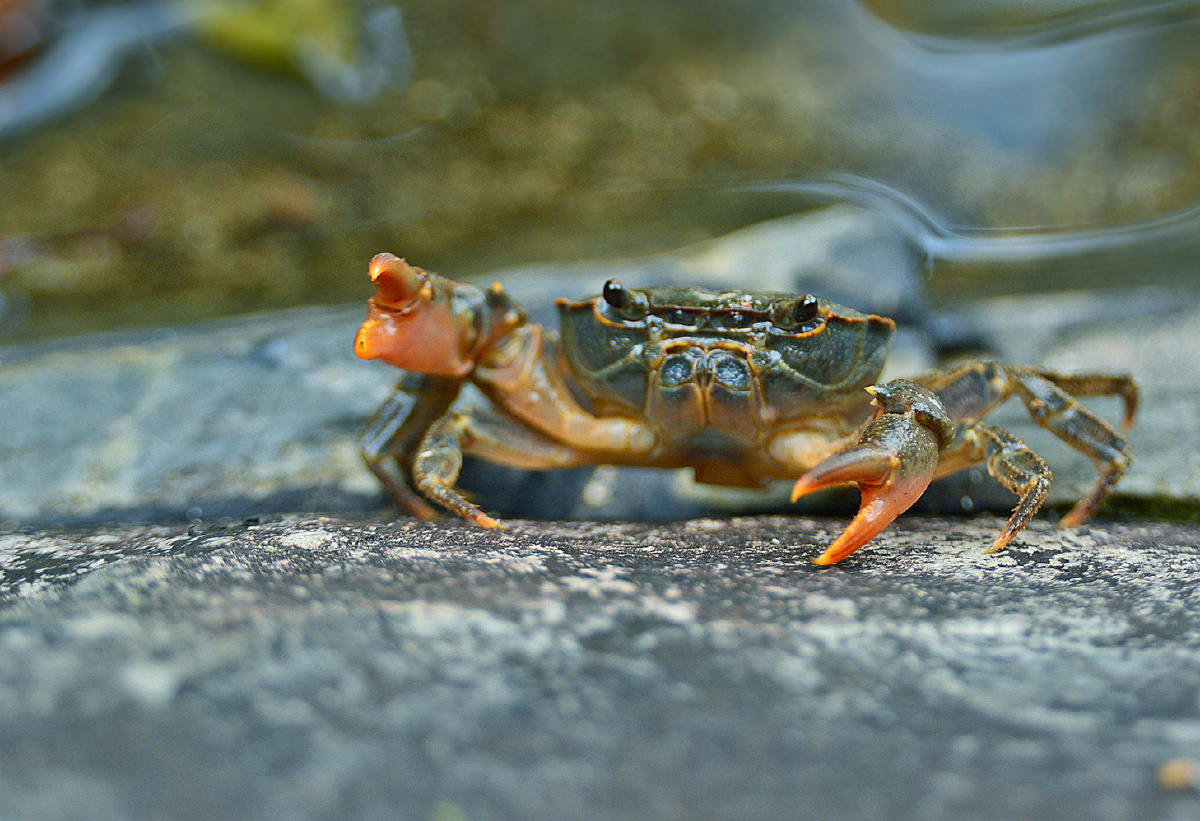 小溪蟹