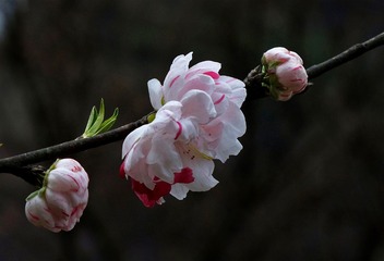 复件 DSCF6786