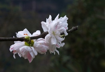 复件 DSCF6785