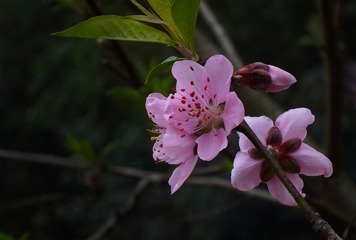 复件 DSCF1948