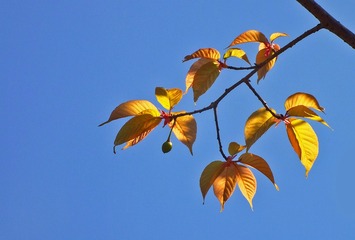 复件 DSCF1320