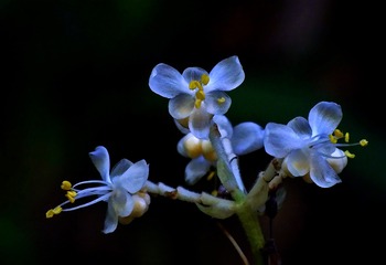 DSCF2372 -  - 