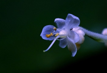 DSCF2150 -  (2)