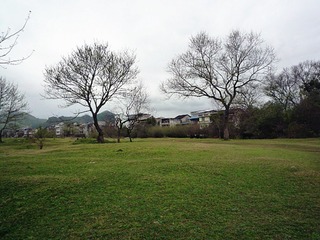 兄弟树