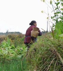 采茶阿婆