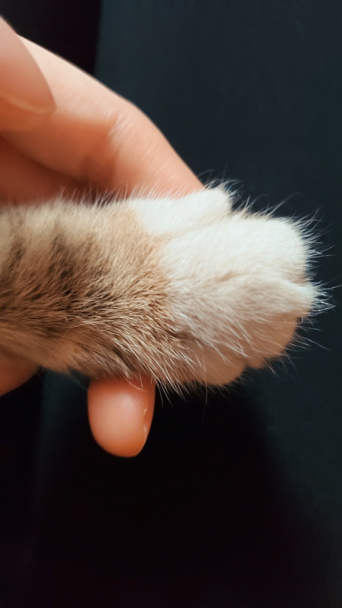 猫咪的小爪子