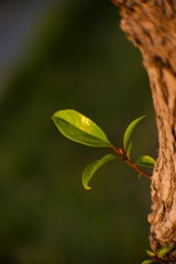5098325