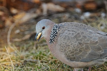29616