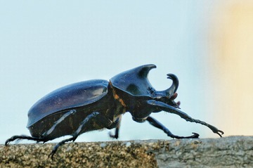 9650