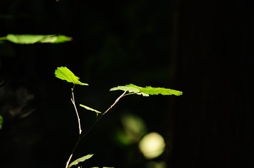 Optional("F379C239-6074-4D5A-A0DD-8D52C157099B/L0/001")