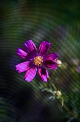 Optional("A882778C-3566-4282-A54B-90B9ED3760A1/L0/001")