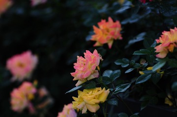Optional("064A1E9A-CF46-450D-94C4-15245CD3AD15/L0/001")