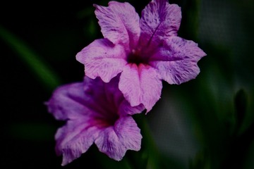 Optional("7543812E-C891-41E6-A740-BCC1CE210AD2/L0/001")