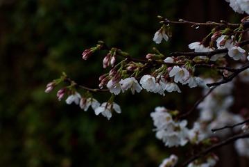 34CD0716-28CA-443E-A54E-7D9B5C47B723/L0/001
