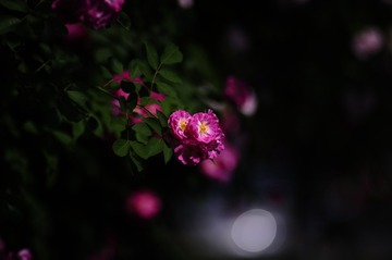 Optional("65489FE4-0781-4395-B748-F26299D6B7A7/L0/001")