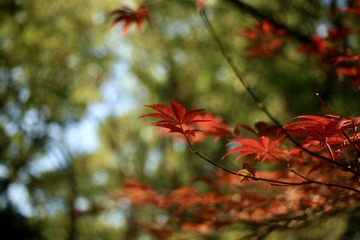 Optional("F192A63E-062B-4076-A026-B1B047DB8832/L0/001")