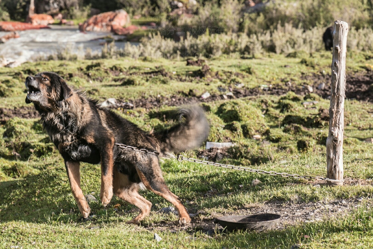 牧民家的藏犬