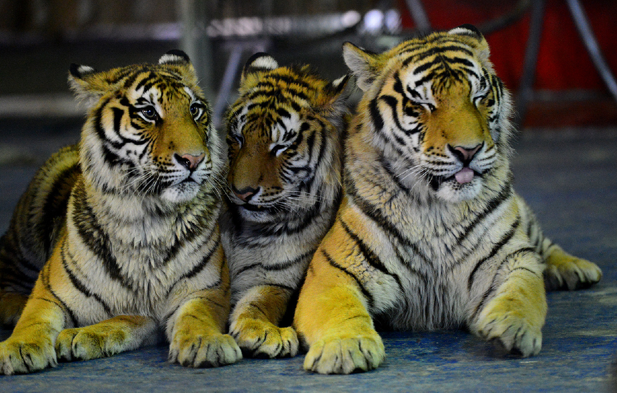 吐舌头的大老虎〔摄影地点:西安秦岭野生动物园