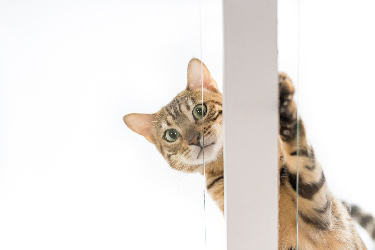 4 dg hsm (a)#听到外面有动静,橱窗里好奇的猫咪伸出了脑袋想一探究竟