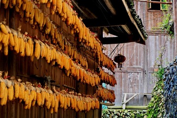 屋后