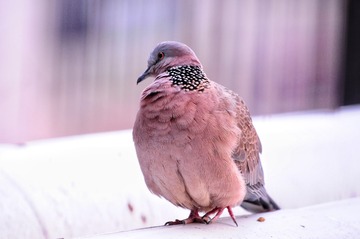 13169